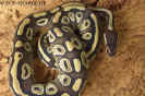 01mojave01.jpg (80561 Byte)