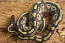 01mojave.jpg (84997 Byte)