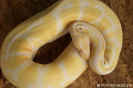 albinokoenig (2).jpg (49732 Byte)