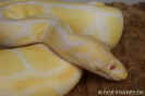 albinokoenig.jpg (38281 Byte)