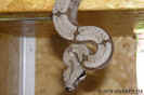 amaralibock06.jpg (51598 Byte)