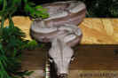 amaralibock11.jpg (60613 Byte)