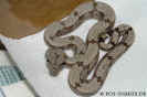amaraliweib02.jpg (61930 Byte)