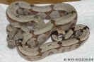 amaraliweib03.jpg (70866 Byte)