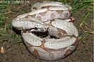 amaraliweib07.jpg (86668 Byte)