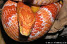 amel05.jpg (61235 Byte)