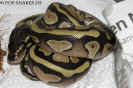 babyball.jpg (65556 Byte)