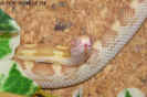 buttermotley05.jpg (51135 Byte)
