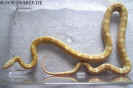 buttermotley06.jpg (84698 Byte)