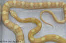 buttermotley07.jpg (57395 Byte)