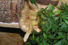 buttermotley08.jpg (75002 Byte)