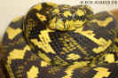 cheyneif06.jpg (59301 Byte)