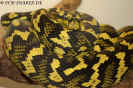 cheyneif07.jpg (60508 Byte)