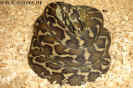 harrisonif01.jpg (86057 Byte)