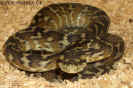 harrisonif02.jpg (67880 Byte)
