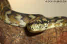 harrisonif03.jpg (41505 Byte)