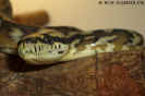 harrisonif04.jpg (46001 Byte)