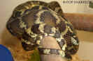 harrisonim01.jpg (58624 Byte)