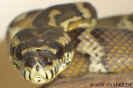 harrisonim04.jpg (42957 Byte)