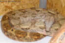hogbock01.jpg (74566 Byte)