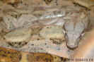 hogbock02.jpg (65651 Byte)