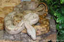 hogbock03.jpg (77645 Byte)