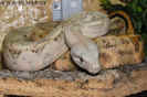 hogbock04.jpg (73751 Byte)
