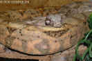 hogbock06.jpg (77452 Byte)