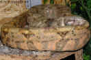 hogbock07.jpg (78484 Byte)