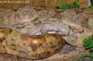 hogbock08.jpg (80296 Byte)