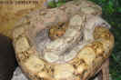 hogbock09.jpg (77124 Byte)