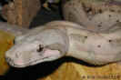 hogbock10.jpg (49829 Byte)
