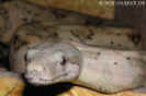 hogbock11.jpg (47744 Byte)