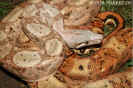 hogbock14.jpg (89659 Byte)