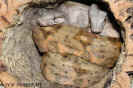 hogmix01.jpg (91307 Byte)