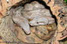 hogmix03.jpg (87324 Byte)