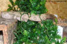 hogweib02.jpg (91078 Byte)
