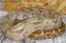 hogweib03.jpg (75592 Byte)