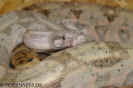 hogweib04.jpg (53261 Byte)