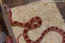 hypoblood01.jpg (70006 Byte)