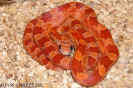 hypoblood05.jpg (72884 Byte)
