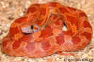 hypoblood06.jpg (68611 Byte)