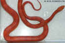 hypoblood09.jpg (63626 Byte)