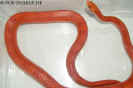 hypoblood10.jpg (60244 Byte)