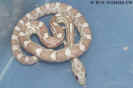 ice03.jpg (57310 Byte)