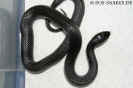 lampropeltis01.jpg (57291 Byte)