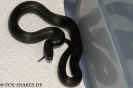 lampropeltis02.jpg (46558 Byte)