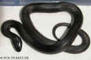lampropeltis03.jpg (64924 Byte)