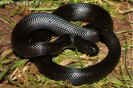 lampropeltis04.jpg (79445 Byte)