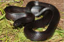 lampropeltis05.jpg (76912 Byte)